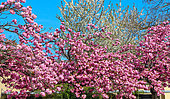 Japanese cherry trees at the University of Le Mans, Sarthe, France