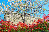 Chinese pear tree and Photina x Fraseti hedge, Sarthe, France