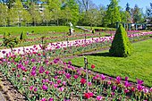 Tulips in the Jardin des Plantes, Le Mans, Sarthe, France