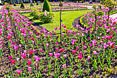 Tulips in the Jardin des Plantes, Le Mans, Sarthe, France