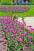 Tulips in the Jardin des Plantes, Le Mans, Sarthe, France