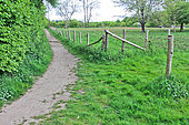 Country lane and meadow fence with wooden posts, Sarthe, France