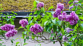 Lilacs in bloom, Sarthe, France