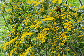 Yellow flowers of an Azara, jardin des plantes, Le Mans, Sarthe, France