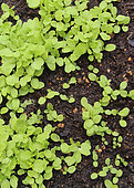 Lettuce seedlings, Le Mans, Sarthe, France
