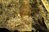 Great diving beetle (Dytiscus marginalis) Predation of an aquatic insect by a great diving beetle larva, City of Couffy, Loir-et-Cher, France