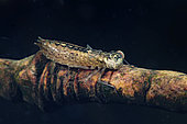 Young dragonfly nymph (Odonata sp) in a pond, city of Couffy, Loir et Cher, France