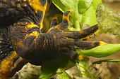 Northern crested newt (Triturus cristatus) enclosing an egg in the vegetation with the hind legs of a female crested newt, in a pond, city of Couffy, Loir et Cher, France