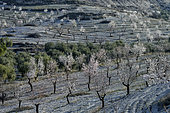 Almond trees in bloom in Andalusia. Guadix region - Granada Geopark - Spain