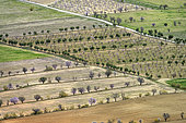 Fields, almond blossoms and olive trees in Andalusia. Guadix region - Granada Geopark - Spain