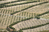 Almond trees in bloom in Andalusia. Guadix region - Granada Geopark - Spain