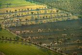 Almond trees in bloom in Andalusia. Guadix region - Granada Geopark - Spain