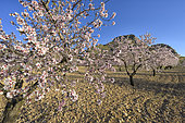 Almond trees in bloom in Andalusia. Guadix region - Granada Geopark - Spain