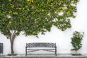 Lemon tree and bench in the "white village" of Ojen, near Marbella. The famous white villages of Andalusia are a series of picturesque villages perched on the hills and mountains of the region, characterized by their whitewashed houses and narrow streets, and whose architecture is inherited from the Arab period.