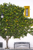 Lemon tree and bench in the "white village" of Ojen, near Marbella. The famous white villages of Andalusia are a series of picturesque villages perched on the hills and mountains of the region, characterized by their whitewashed houses and narrow streets, and whose architecture is inherited from the Arab period.