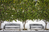 Lemon tree and bench in the "white village" of Ojen, near Marbella. The famous white villages of Andalusia are a series of picturesque villages perched on the hills and mountains of the region, characterized by their whitewashed houses and narrow streets, and whose architecture is inherited from the Arab period.