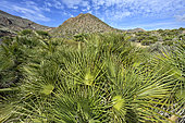 Dwarf doum palms in Cabo de Gata, Andalusia (Spain). Dwarf or doum palms (Chamaerops humilis), one of Europe's two native palms, indicative of the semi-arid Mediterranean vegetation zone. Cabo de Gata Natural Park / Geopark in Andalusia