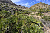 Dwarf doum palms in Cabo de Gata, Andalusia (Spain). Dwarf or doum palms (Chamaerops humilis), one of Europe's two native palms, indicative of the semi-arid Mediterranean vegetation zone. Cabo de Gata Natural Park / Geopark in Andalusia