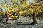Cynomorium scarlet, (Cynomorium coccineum ) in the Tabernas desert (Andalusia - Spain). Parasitic species of tamarix, salsola and limonium, appearing only at flowering as a dense spike inflorescence. An ancient Miocene sedimentary basin (- 8Ma) at the foot of the Sierra Nevada. The arid climate of the Tabernas makes it Europe's only desert, expanding as a result of the increasing drought in southern Spain. In the foreground, lichens of the Diploschistes genus cover the clay soil.