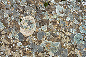 Sandstone densely covered with lichens in Spain. Saxicolous crustaceous lichens - Malaga region, Andalusia