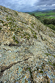 Sandstone densely covered with lichens in Spain. Saxicolous crustaceous lichens - Malaga region, Andalusia