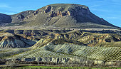 Olive trees in the middle of badlands in Andalusia. Badlands at the foot of the Mencal. Olive and almond trees are the main crops in this arid region. Guadix region - Granada Geopark - Spain