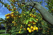 Orange trees in Andalusia. Costa Tropical, between Malaga and Almeria - Climate favorable to the cultivation of many semi-tropical species such as orange, lemon and avocado trees. Spain