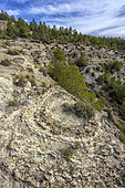 Seismites in the Granada Geopark, Spain. Galera and Castilléjar seismites: seismic waves transform sediments into a kind of quicksand. The water in the sediment's pores is expelled, separating the grains and transforming the material into a viscous fluid (liquefaction) that congeals into thousands of concentric structures throughout the sedimentary stratum.