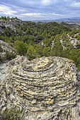 Seismites in the Granada Geopark, Spain. Galera and Castilléjar seismites: seismic waves transform sediments into a kind of quicksand. The water in the sediment's pores is expelled, separating the grains and transforming the material into a viscous fluid (liquefaction) that congeals into thousands of concentric structures throughout the sedimentary stratum.