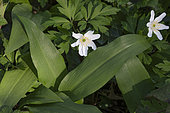 Ramsons (Allium ursinum), leaves, European thimbleweed (Anemone nemorosa), flowers forest, Offemont, Territoire de Belfort, France
