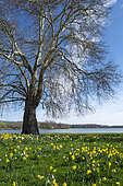 Plane tree (Platanus x acerifolia), circumference 6.50 m, height 30 m, Daffodils, Etang des Forges, Belfort, Territoire de Belfort, France