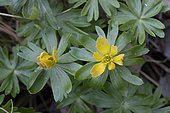 Winter aconit (Eranthis hyemalis), Botanical Garden, Strasbourg, Bas-Rhin, France
