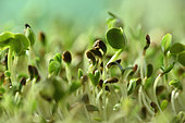 Germination, seeds, mix, alfalfa, radish and fennel, sprouting container, windowsill, kitchen,house, Belfort, Territoire de Belfort, France