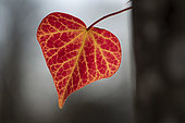 Backlit leaf, Climbing ivy (Hedera helix), oak trunk, forest, Offemont, Territoire de Belfort, France