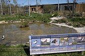 Black-winged Stilt (Himantopus himantopus), enclosure, Sainte Croix wildlife park, Rhodes, Moselle, France