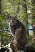Eurasian lynx (Lynx lynx), Sainte Croix wildlife park, Rhodes, Moselle, France