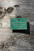 Sign, Betula papyrifera, trunk, Botanical Garden, Strasbourg, Bas-Rhin, Fran