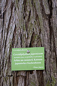 Sign, Cercidiphyllum japonicum, trunk, Botanical Garden, Strasbourg, Bas-Rhin, France