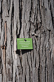 Sign, Carya laciniosa, trunk, Botanical Garden, Strasbourg, Bas-Rhin, France