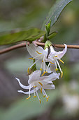 Winter Honeysuckle (Lonicera fragrantissima), Botanical Garden, Strasbourg, Bas-Rhin, France
