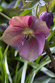 Helleborus orientalis, Botanical Garden, Strasbourg, Bas-Rhin, France