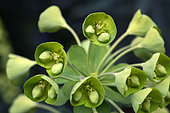 Euphorbia characias, Botanical Garden, Strasbourg, Bas-Rhin, France