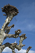 Stork nest (Ciconia ciconia) on a pruned plane tree, branches, Orangerie Park, Strasbourg, Bas-Rhin, France