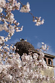 Stork nest (Ciconia ciconia), chimney, Josephine pavilion, Prunus in bloom, Orangerie Park, Strasbourg, Bas-Rhin, France