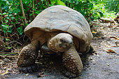 Aldabra Giant Tortoise (Aldabrachelys gigantea ) Cousin island, Seychelles
