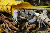 Common ghost crab (Ocypode cordimana), Cousin island , Seychelles