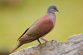 Malagasy Turtle Dove (Nesoenas picturatus rostratus) la Digue, Seychelles