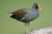 Common Moorhen (Gallinula chloropus orientalis) La Digue, Seychelles