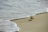 Horned ghost crab (Ocypode ceratophthalmus) Aride, Seychelles