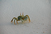 Horned ghost crab (Ocypode ceratophthalmus) Aride, Seychelles
